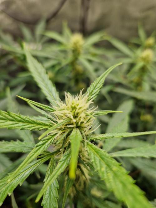 Cookies & Citrus Chronicles. Week 7