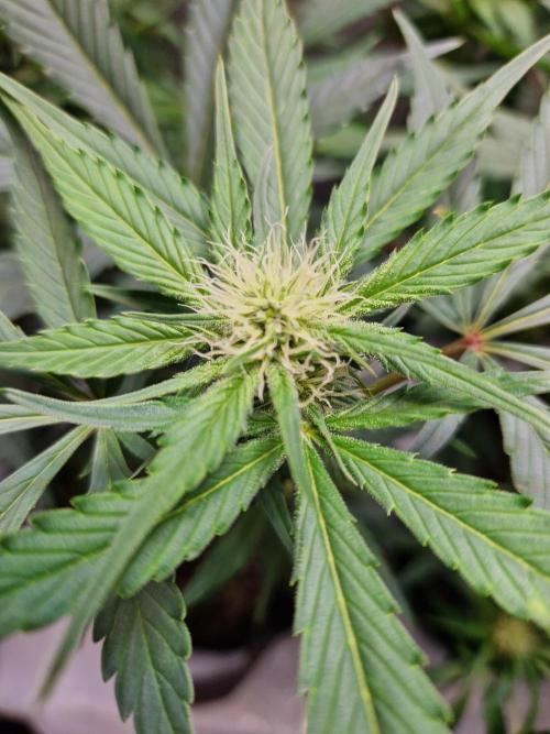 Cookies & Citrus Chronicles. Week 7