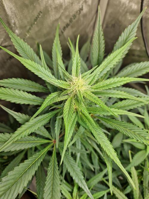 Cookies & Citrus Chronicles. Week 7