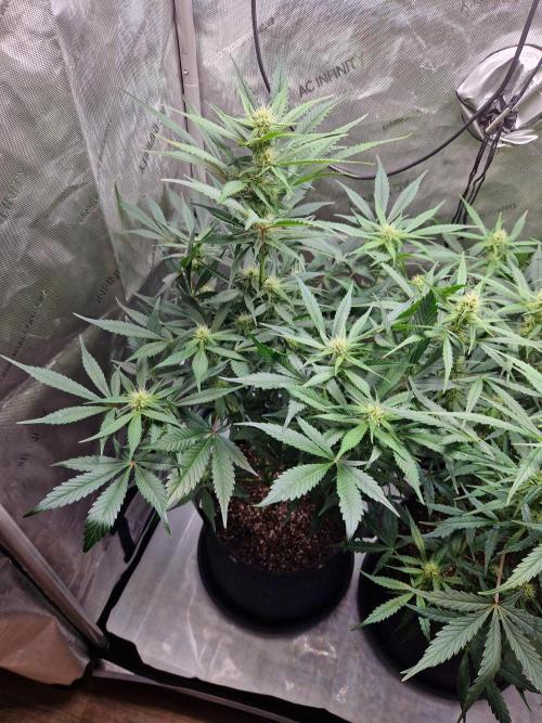 Cookies & Citrus Chronicles. Week 8
