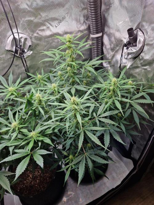 Cookies & Citrus Chronicles. Week 8