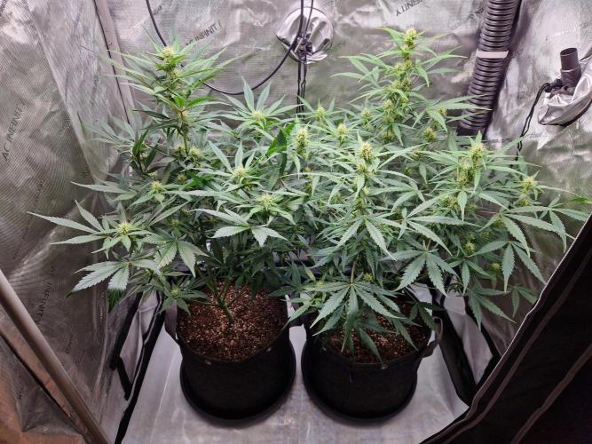Cookies & Citrus Chronicles. Week 8