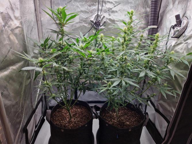 Cookies & Citrus Chronicles. Week 8