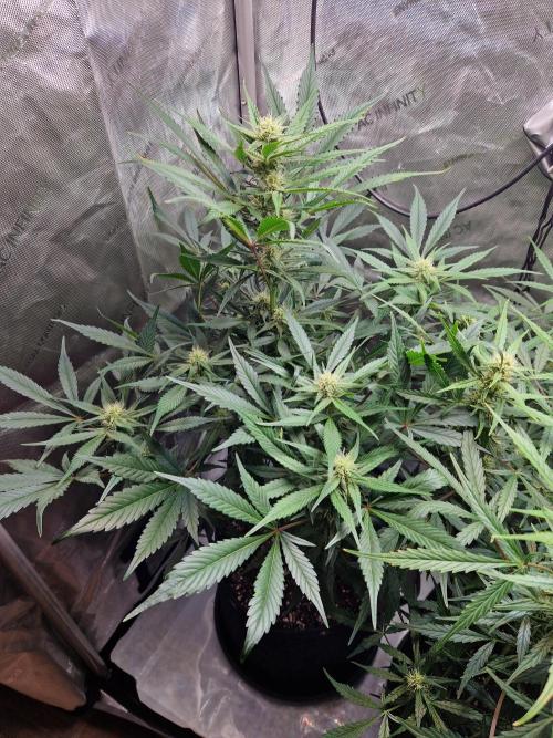 Cookies & Citrus Chronicles. Week 8