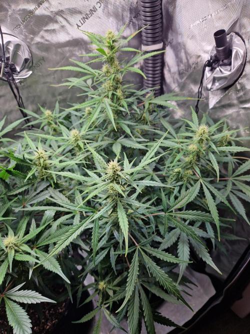 Cookies & Citrus Chronicles. Week 8