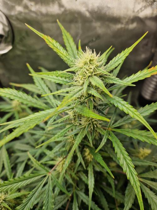 Cookies & Citrus Chronicles. Week 8