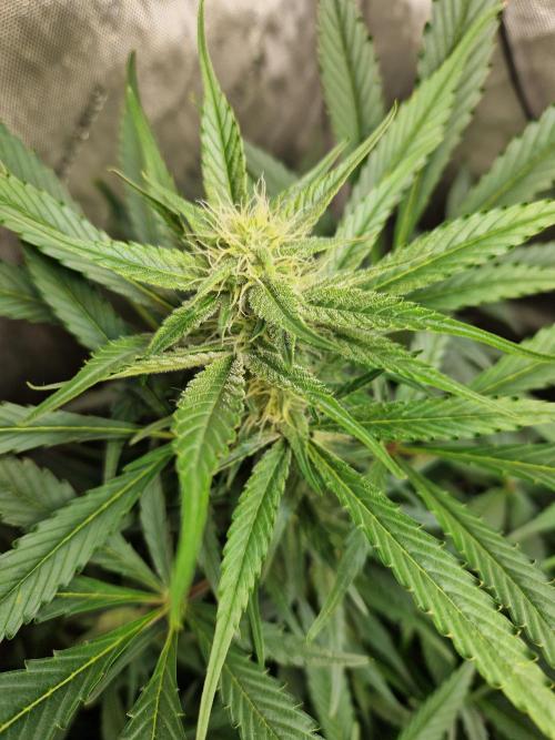 Cookies & Citrus Chronicles. Week 8
