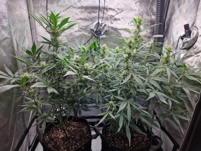 Cookies & Citrus Chronicles. Week 8