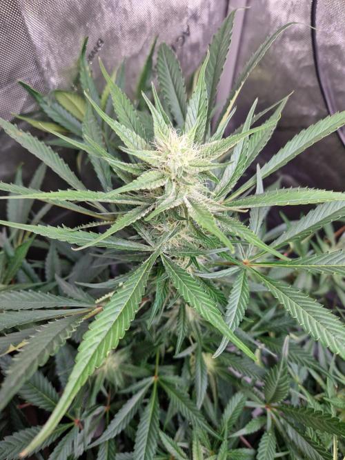 Cookies & Citrus Chronicles. Week 8