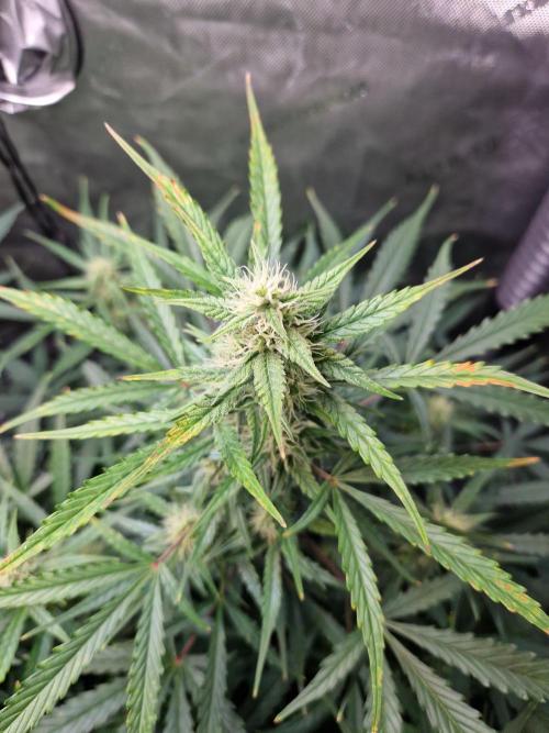 Cookies & Citrus Chronicles. Week 8