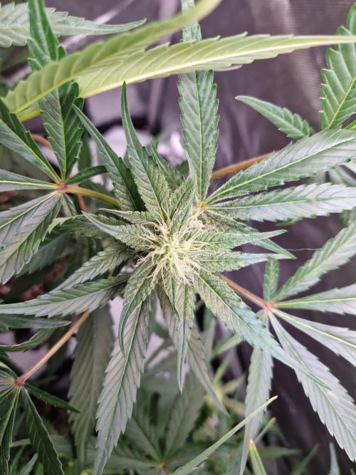 Cookies & Citrus Chronicles. Week 8