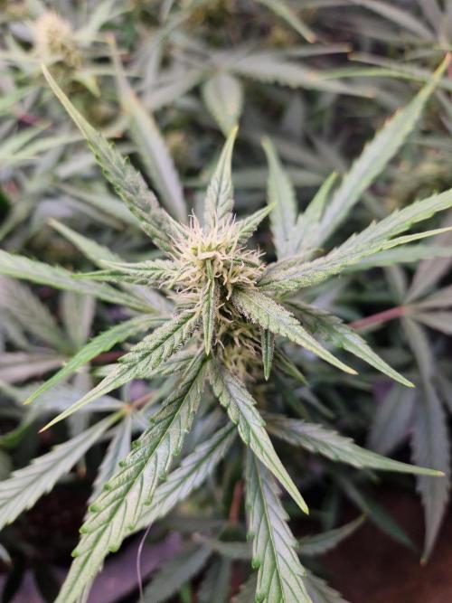Cookies & Citrus Chronicles. Week 8