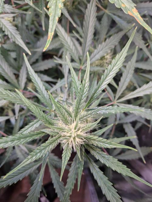 Cookies & Citrus Chronicles. Week 8