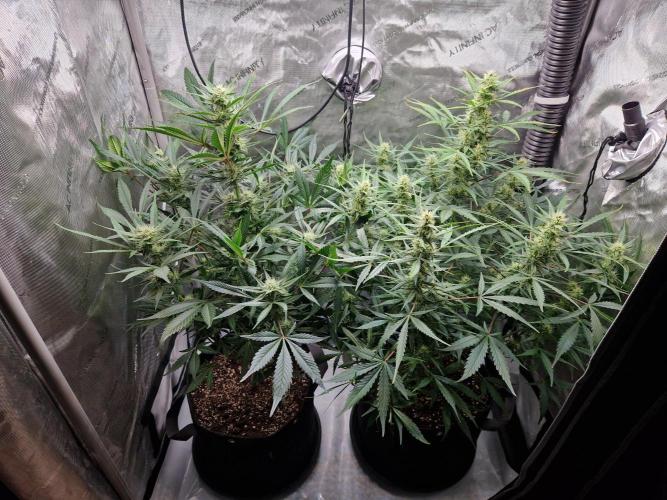 Cookies & Citrus Chronicles. Week 8