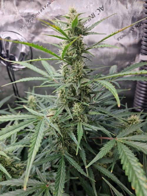 Cookies & Citrus Chronicles. Week 8