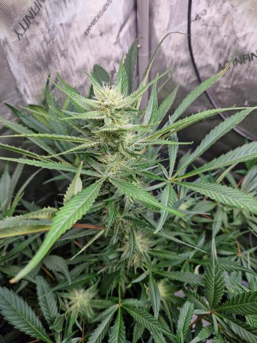Cookies & Citrus Chronicles. Week 8