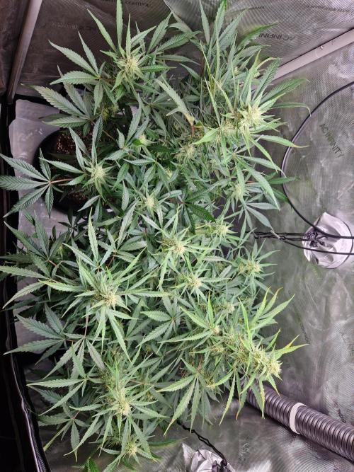 Cookies & Citrus Chronicles. Week 8