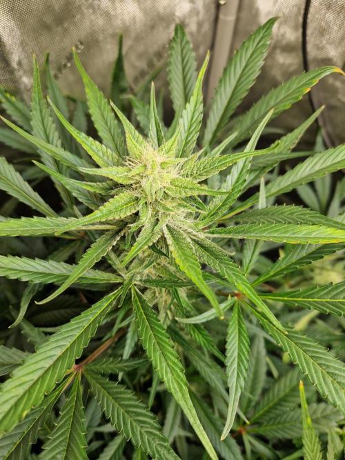 Cookies & Citrus Chronicles. Week 9