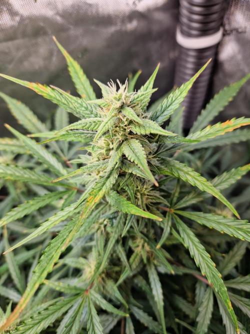 Cookies & Citrus Chronicles. Week 9