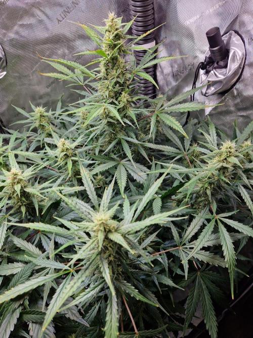 Cookies & Citrus Chronicles. Week 9