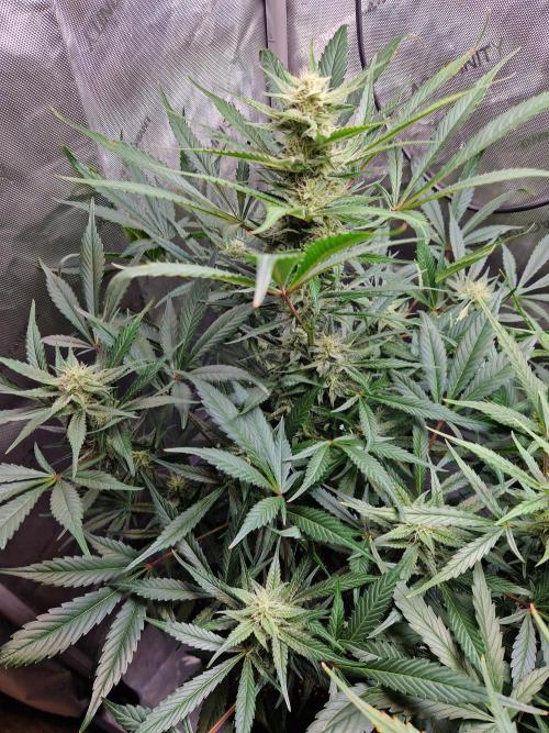 Cookies & Citrus Chronicles. Week 9