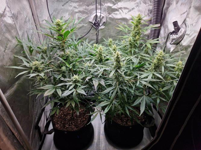 Cookies & Citrus Chronicles. Week 9