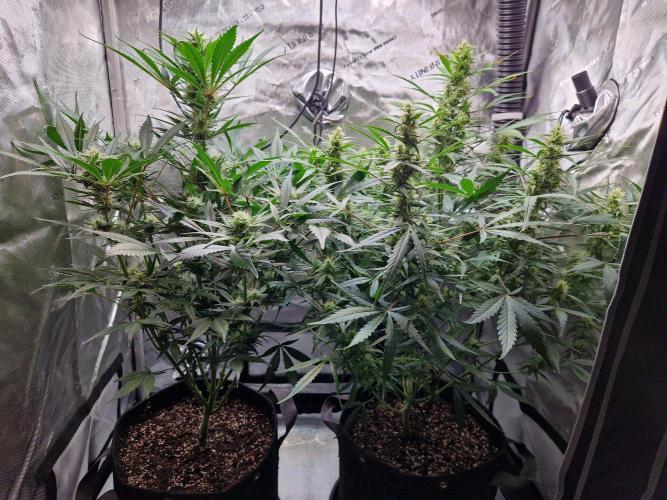 Cookies & Citrus Chronicles. Week 9