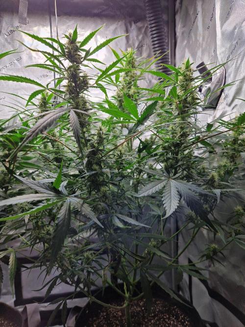 Cookies & Citrus Chronicles. Week 9