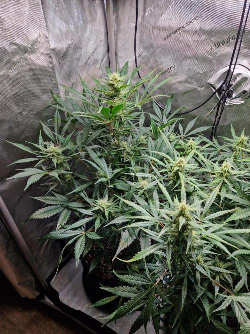 Cookies & Citrus Chronicles. Week 9