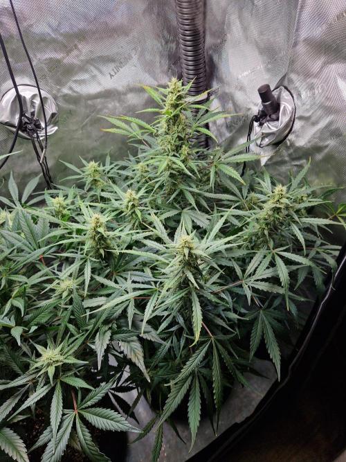Cookies & Citrus Chronicles. Week 9