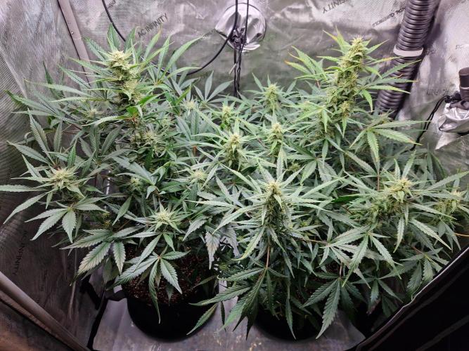Cookies & Citrus Chronicles. Week 9