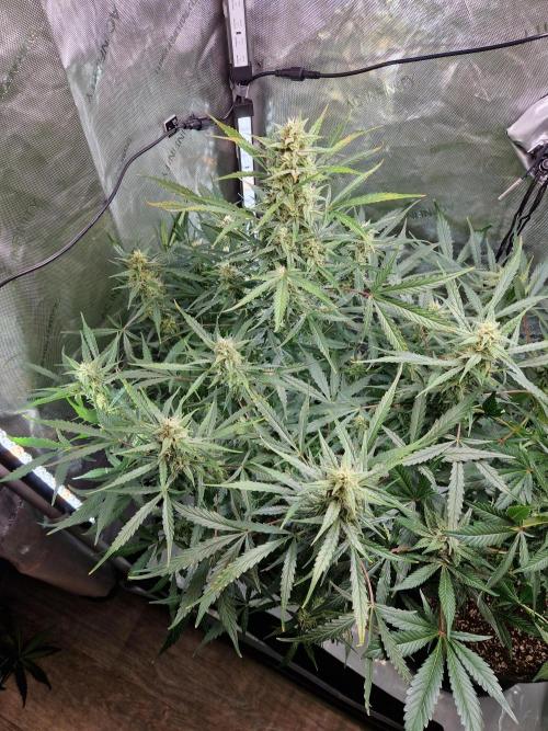 Cookies & Citrus Chronicles. Week 9