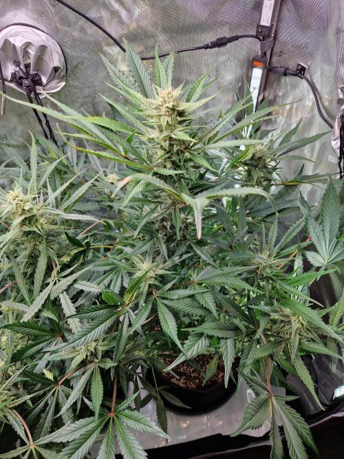 Cookies & Citrus Chronicles. Week 9