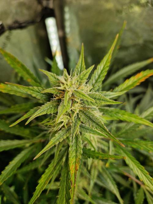 Cookies & Citrus Chronicles. Week 9