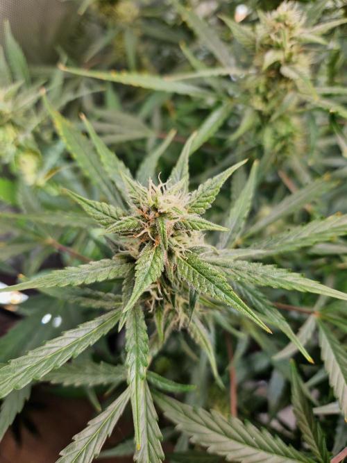 Cookies & Citrus Chronicles. Week 9