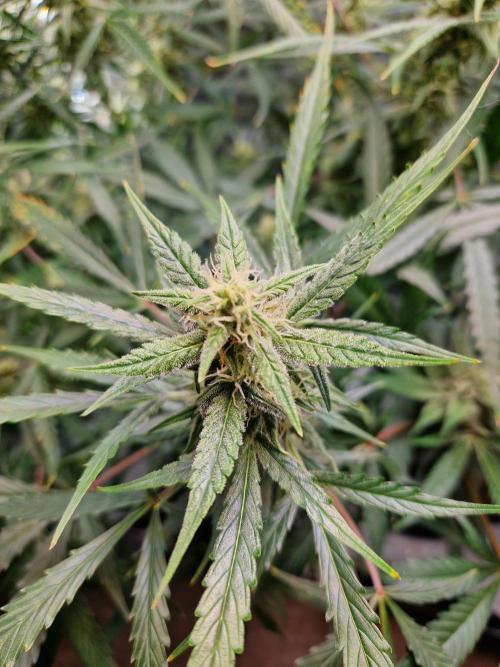 Cookies & Citrus Chronicles. Week 9