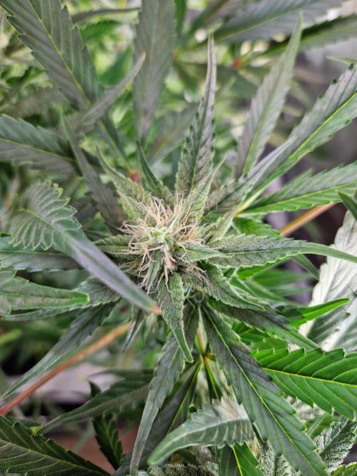 Cookies & Citrus Chronicles. Week 9