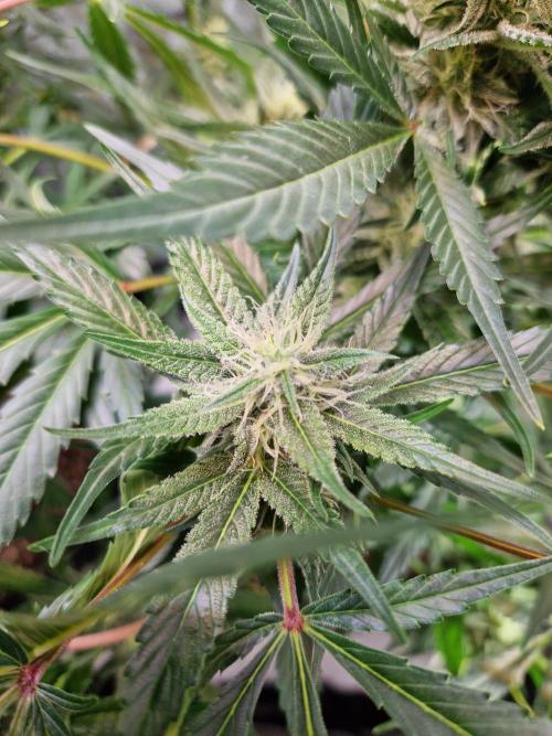 Cookies & Citrus Chronicles. Week 9