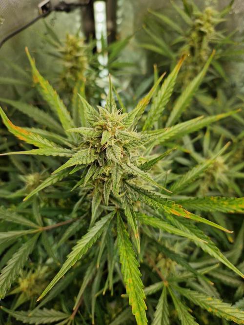 Cookies & Citrus Chronicles. Week 9