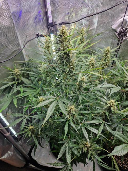 Cookies & Citrus Chronicles. Week 9