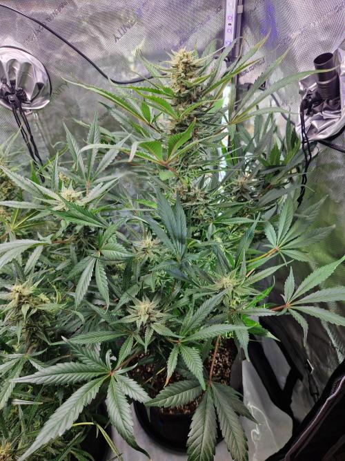Cookies & Citrus Chronicles. Week 9