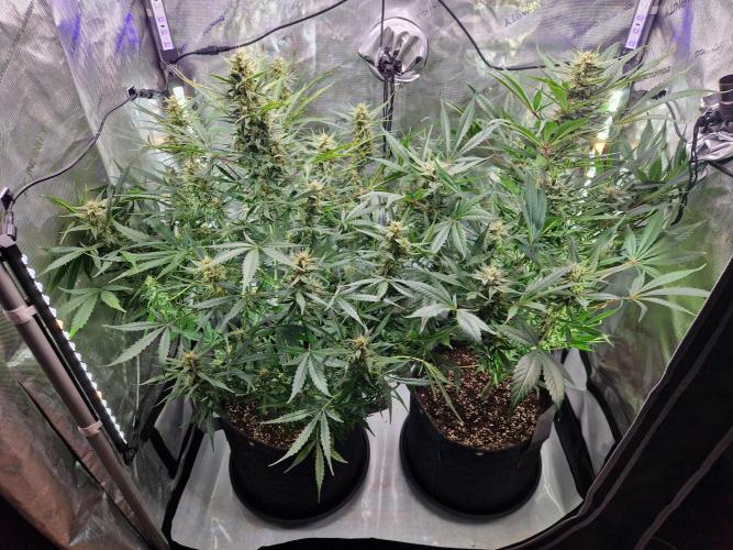 Cookies & Citrus Chronicles. Week 9