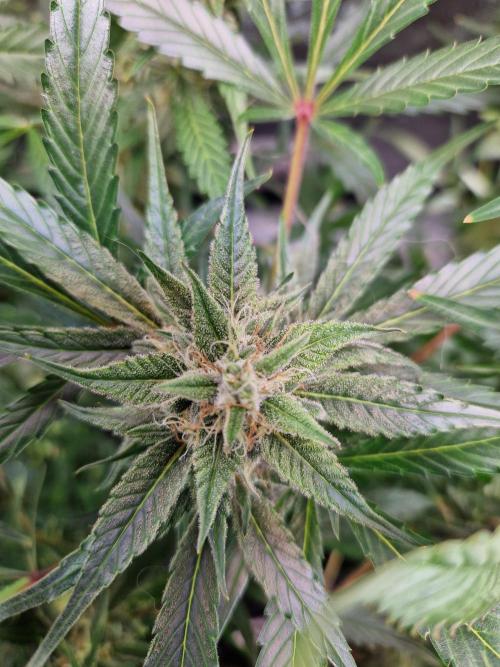 Cookies & Citrus Chronicles. Week 10