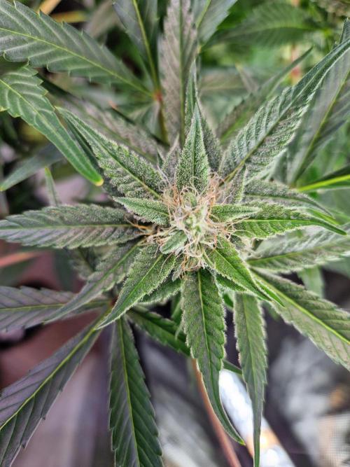 Cookies & Citrus Chronicles. Week 10