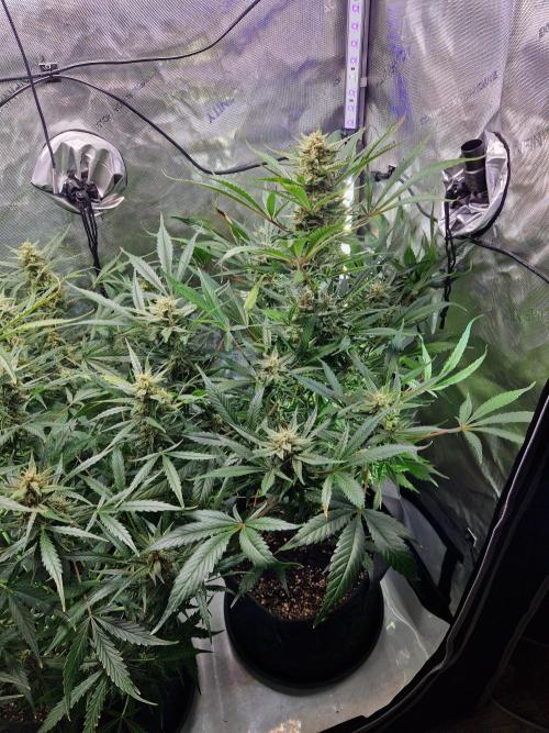 Cookies & Citrus Chronicles. Week 10
