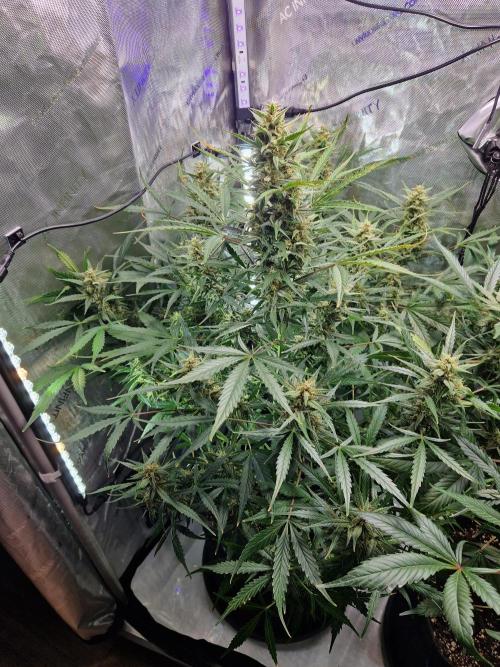 Cookies & Citrus Chronicles. Week 10