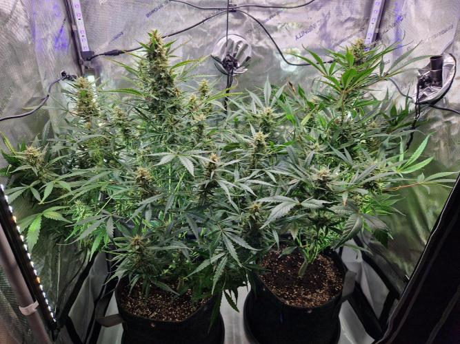 Cookies & Citrus Chronicles. Week 10