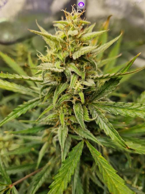 Cookies & Citrus Chronicles. Week 10