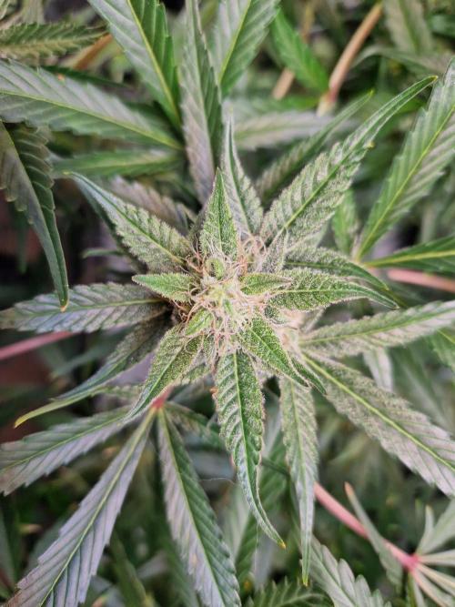 Cookies & Citrus Chronicles. Week 10