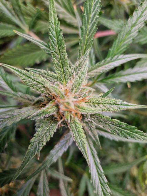 Cookies & Citrus Chronicles. Week 10